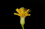 Allegheny hawkweed